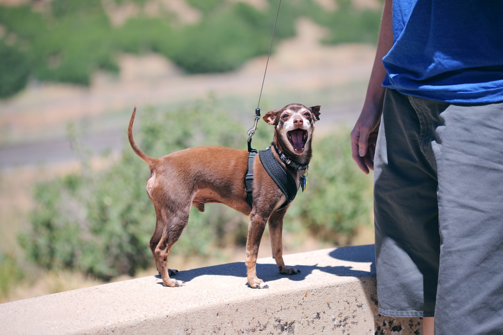 will a muzzle stop a dog from barking