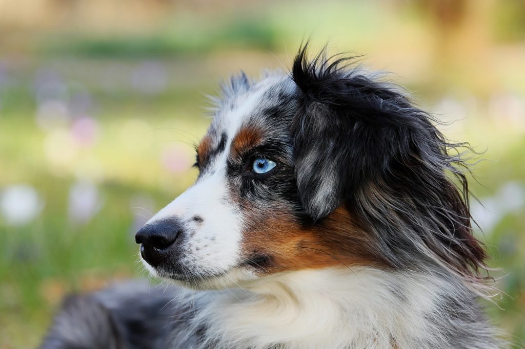 Australian Shepherd Muzzle