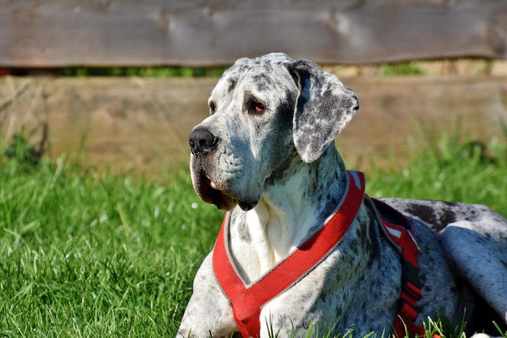 Great Dane Muzzle