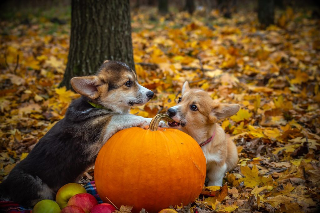 Pembroke Welsh Corgi Muzzle