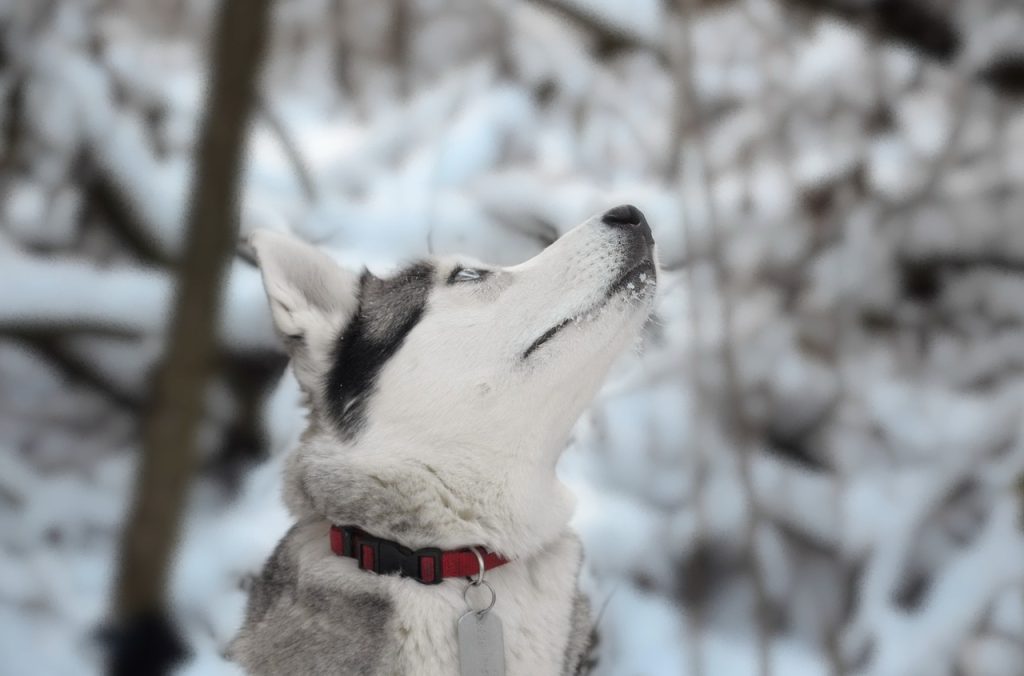 Siberian Husky Muzzle