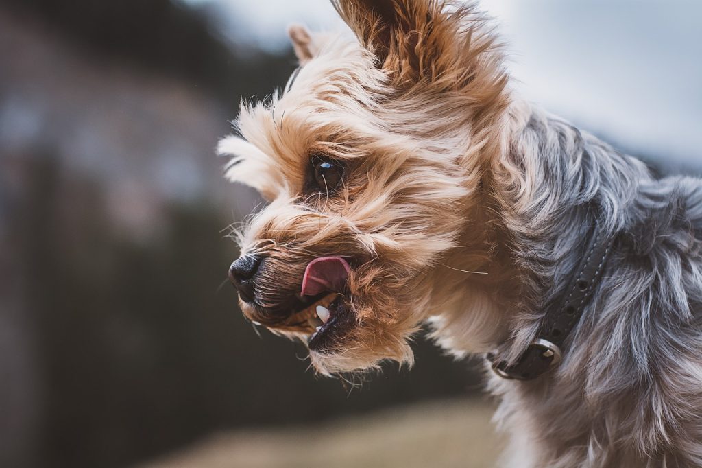 Muzzle for a yorkie best sale