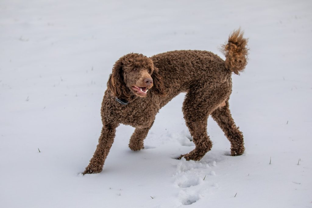 Poodle Muzzle