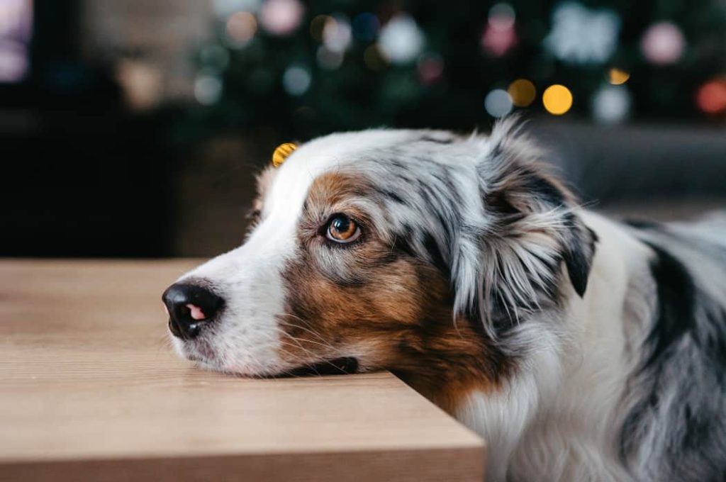 dog muzzle to stop chewing