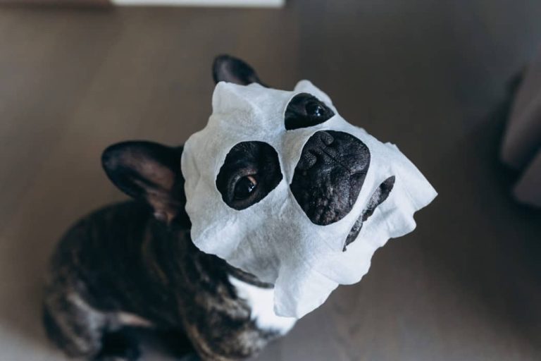 Dog Muzzles to Stop Eating Everything What You Need to Know Dog Muzzle