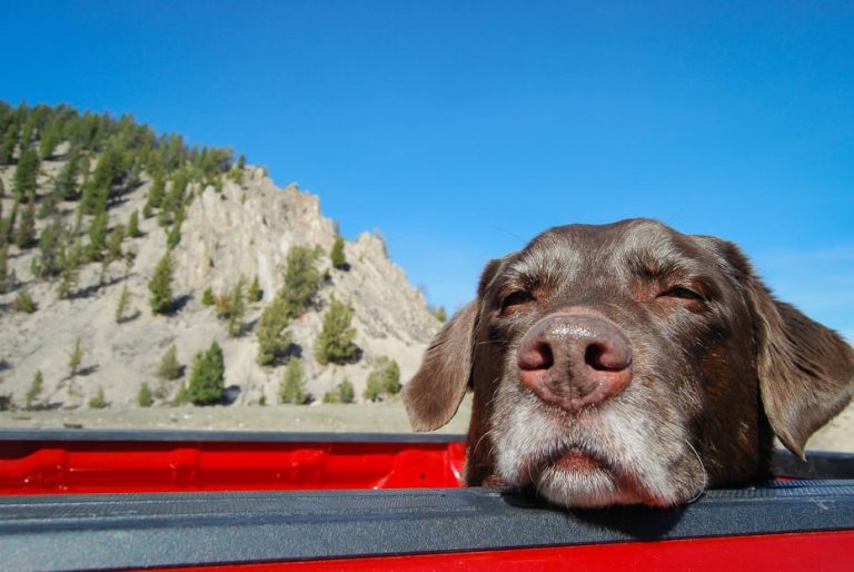 Dog Muzzles to Stop Eating Everything What You Need to Know Dog Muzzle