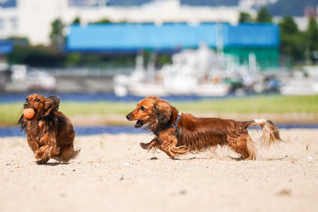 Dachshund Muzzle