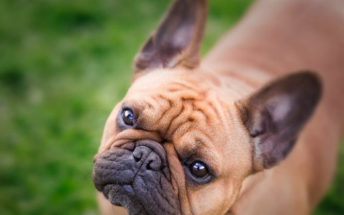 how to muzzle a french bulldog