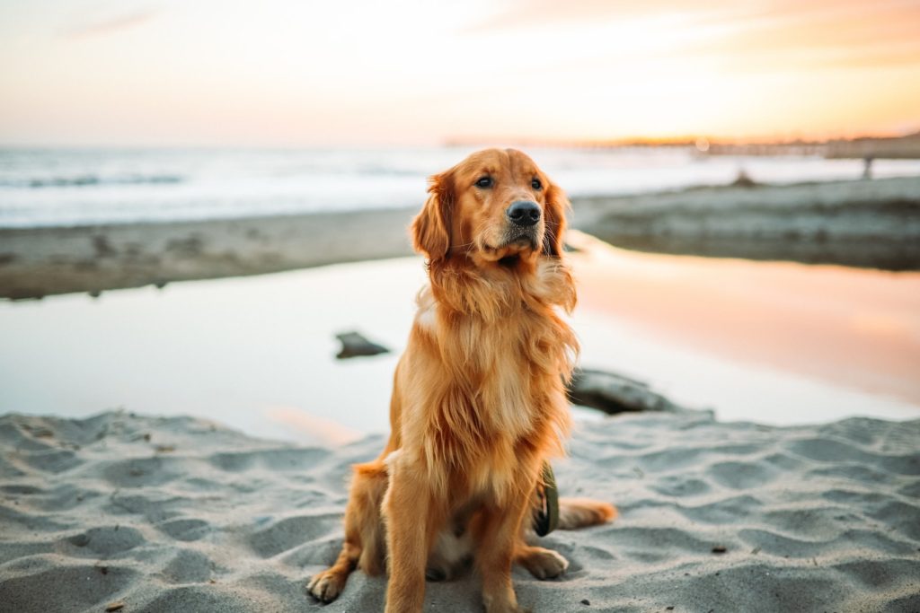 Golden Retriever Muzzle