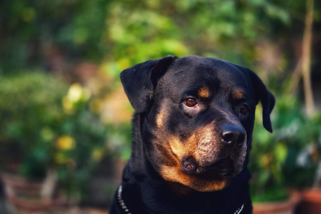 Rottweiler Muzzle