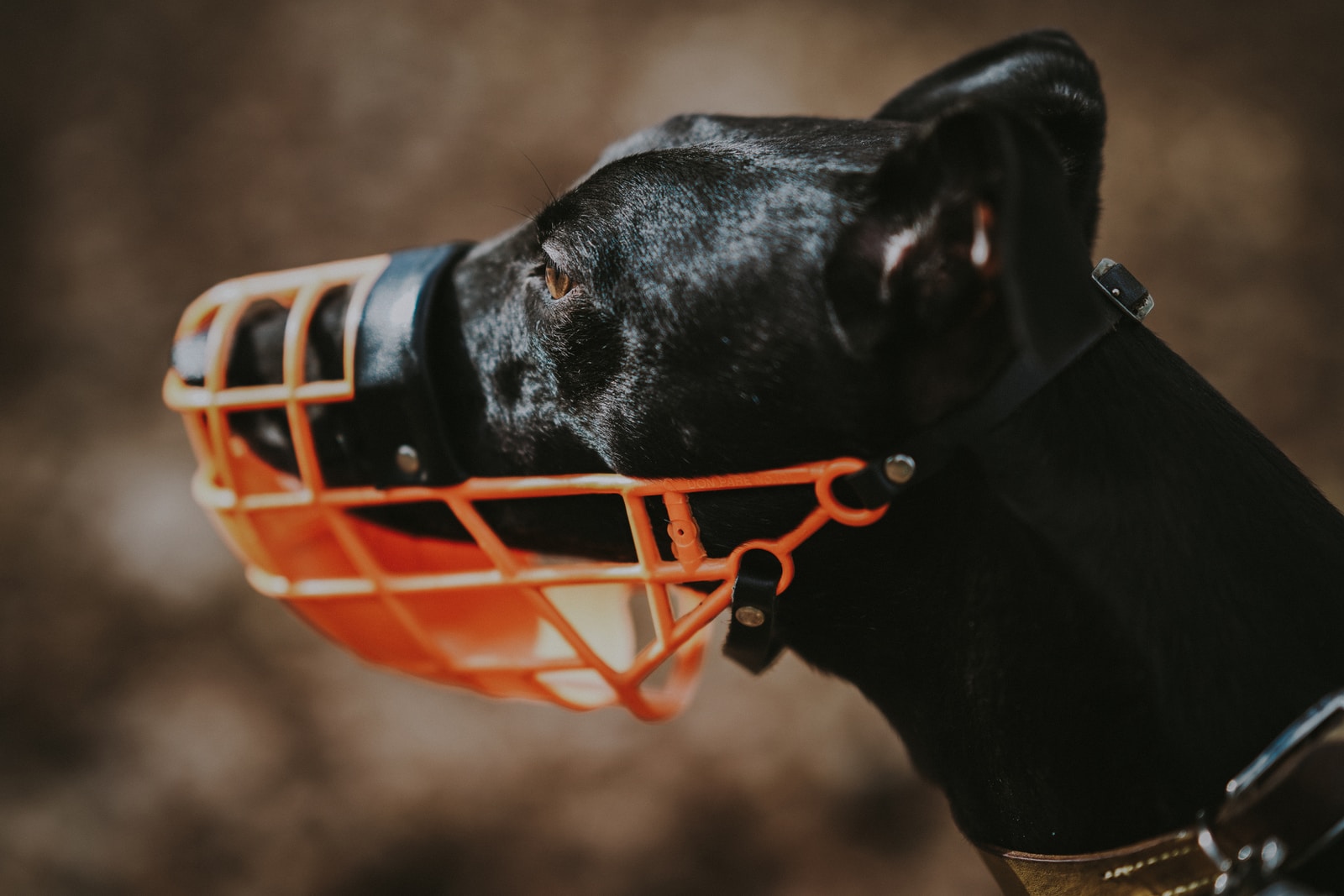 dog muzzle that allows drinking