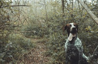 German Shorthaired Pointer Muzzle