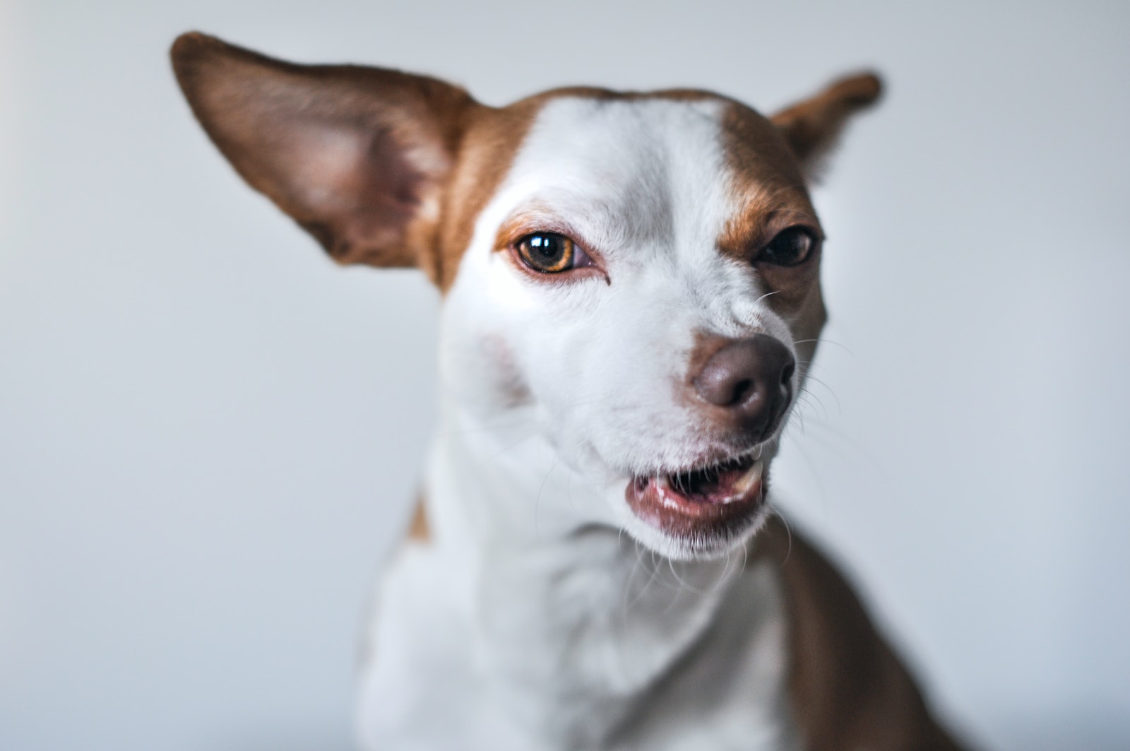 dog muzzle to stop barking